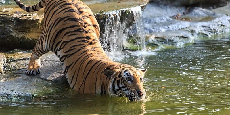 Where Can I See Tigers in India?