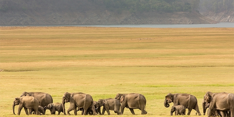 Incredible Wildlife Safaris in India You can not Choose to Miss if you are an Animal Lover