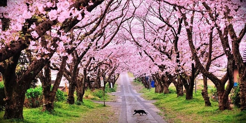 Here is what you wanted to know about India International Cherry Blossom Festival in Meghalaya